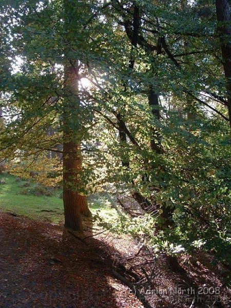 214245248QyhYKh_ph[1].jpg - Trees in early Autumn